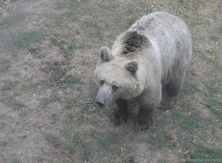 Gli Orsi del Parco dell''Orecchiella